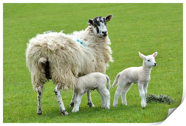 Spring Time for the Lambs Print by Gary Kenyon
