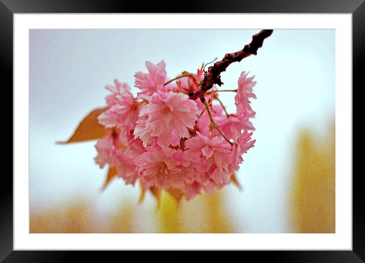 Cherry Blossoms  Framed Mounted Print by Nadeesha Jayamanne