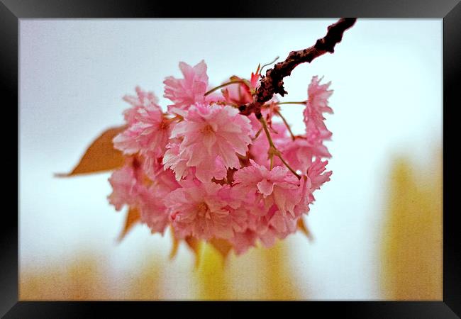 Cherry Blossoms  Framed Print by Nadeesha Jayamanne