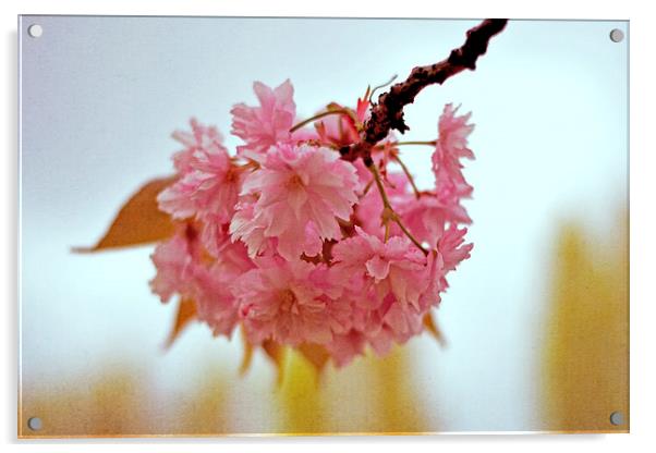 Cherry Blossoms  Acrylic by Nadeesha Jayamanne