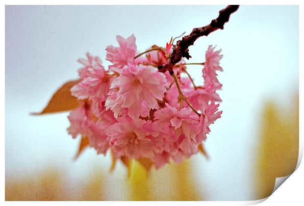 Cherry Blossoms  Print by Nadeesha Jayamanne