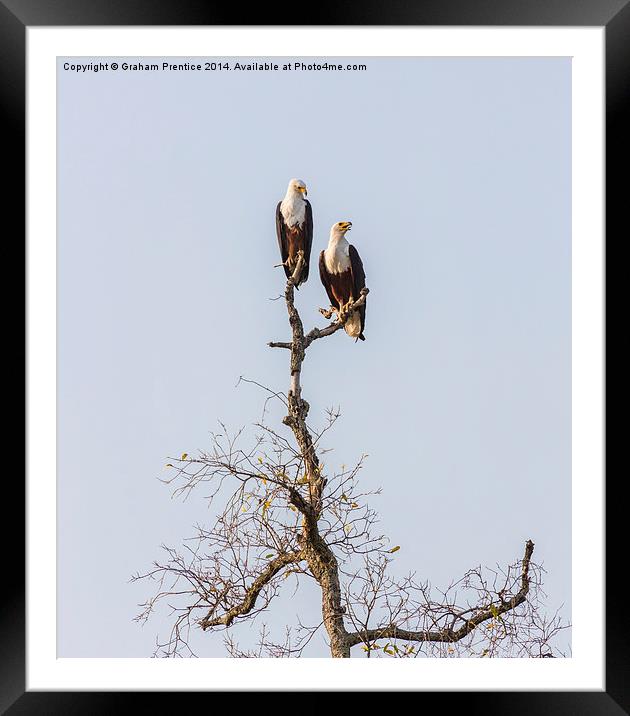 African Fish Eagles Framed Mounted Print by Graham Prentice