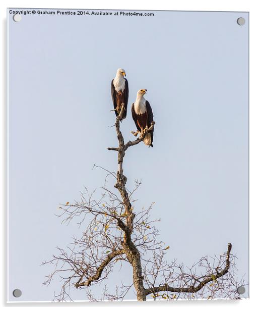 African Fish Eagles Acrylic by Graham Prentice