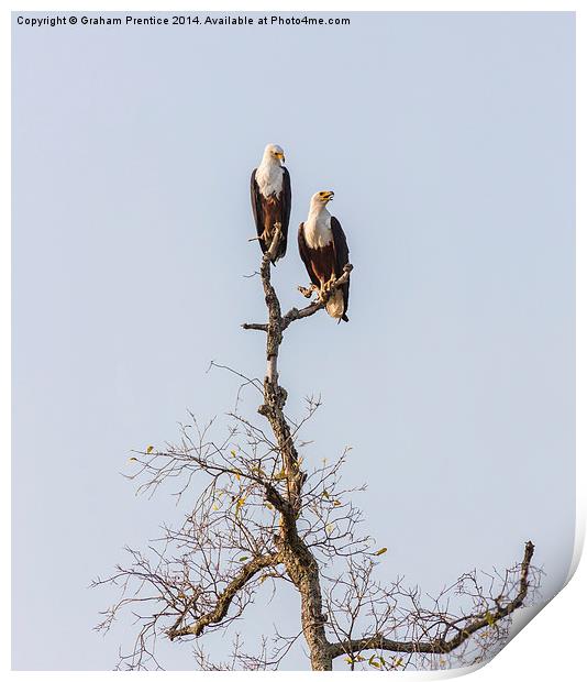 African Fish Eagles Print by Graham Prentice