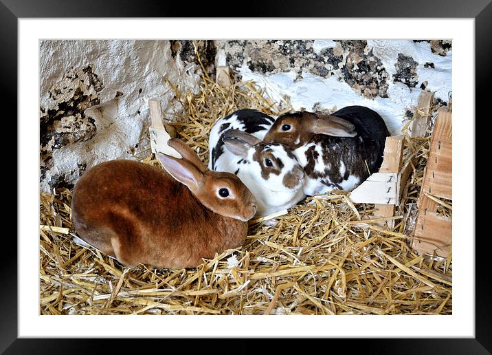 Easter Bunnies Framed Mounted Print by Gary Kenyon