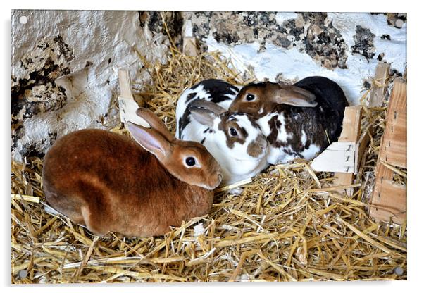 Easter Bunnies Acrylic by Gary Kenyon