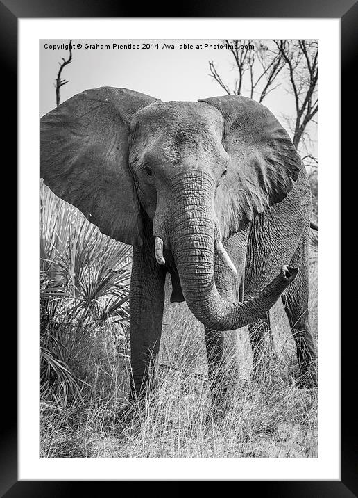 Angry African Bull Elephant Framed Mounted Print by Graham Prentice