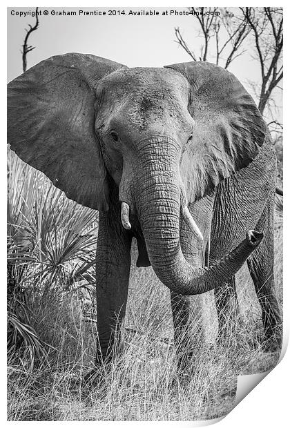 Angry African Bull Elephant Print by Graham Prentice