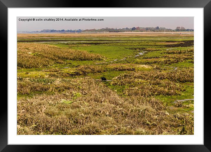 Salt Marsh at West Wittering Framed Mounted Print by colin chalkley