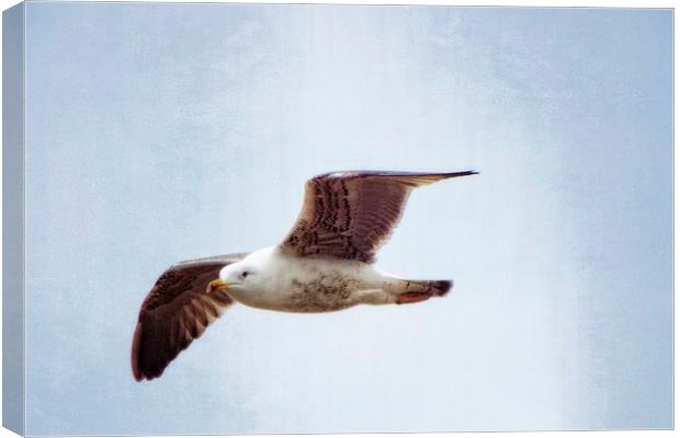 a gulls life Canvas Print by chrissy woodhouse