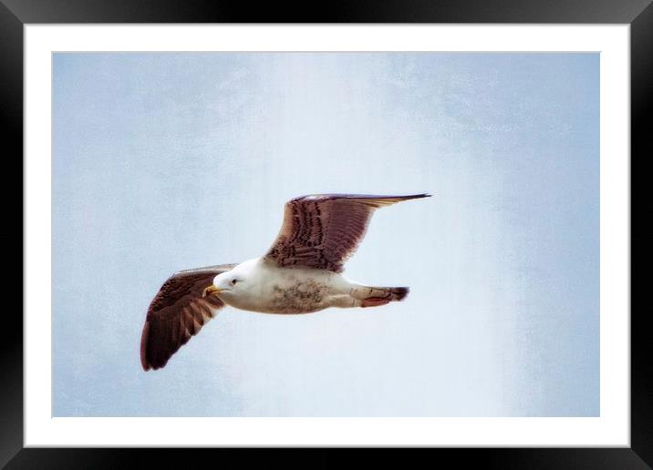 a gulls life Framed Mounted Print by chrissy woodhouse