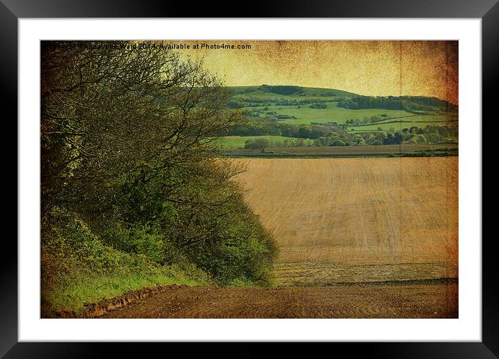 Farmland Hedgerow. Framed Mounted Print by Annabelle Ward