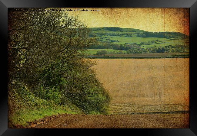 Farmland Hedgerow. Framed Print by Annabelle Ward