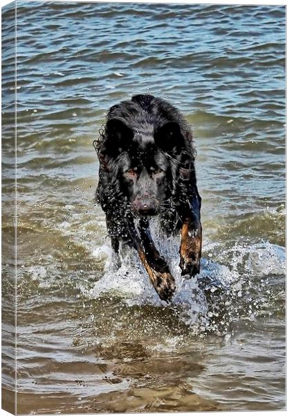 Dog playing in the sea Canvas Print by Richard Cruttwell