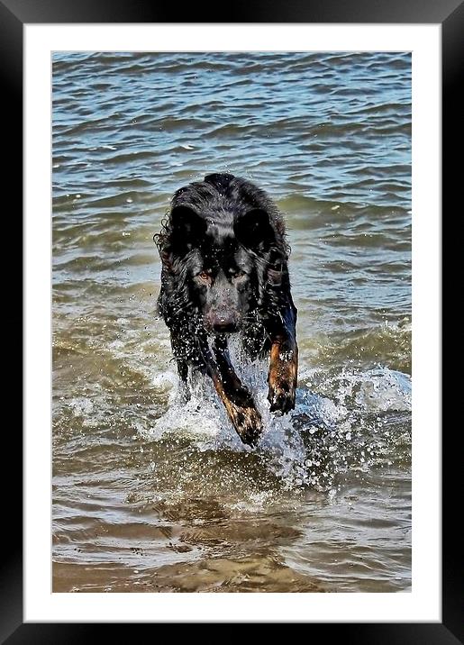 Dog playing in the sea Framed Mounted Print by Richard Cruttwell