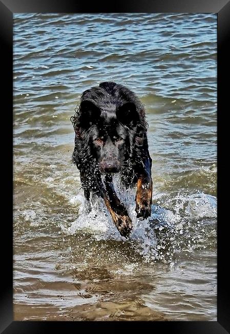 Dog playing in the sea Framed Print by Richard Cruttwell