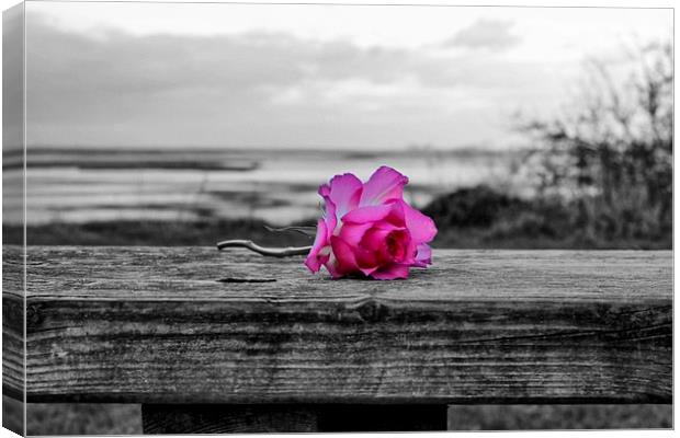 Pink Rose Canvas Print by Richard Cruttwell