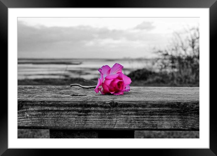 Pink Rose Framed Mounted Print by Richard Cruttwell