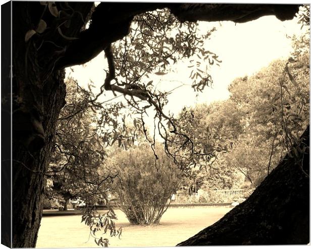 Through The Tree Hole Canvas Print by rob/vicki witcomb