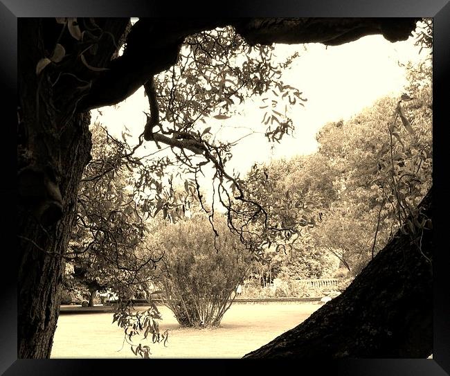 Through The Tree Hole Framed Print by rob/vicki witcomb
