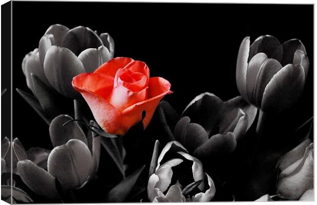 Rose Among Tulips Canvas Print by Richard Cruttwell