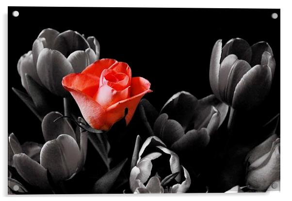 Rose Among Tulips Acrylic by Richard Cruttwell