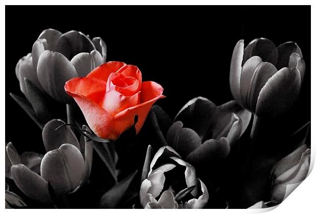 Rose Among Tulips Print by Richard Cruttwell