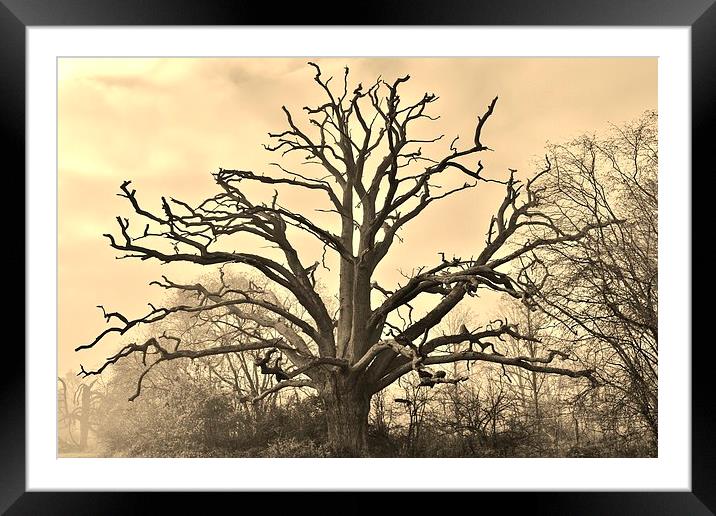 Lone Tree Framed Mounted Print by rob/vicki witcomb