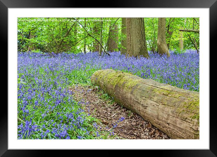 Bluebells and Log Framed Mounted Print by Graham Prentice
