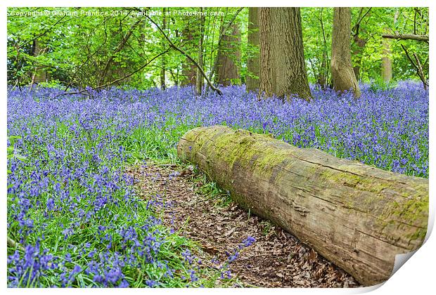 Bluebells and Log Print by Graham Prentice