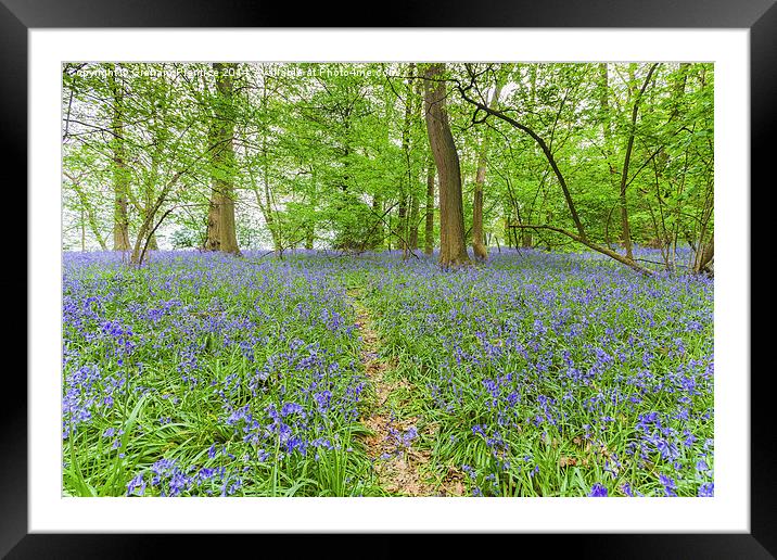 Path Through Bluebell Wood Framed Mounted Print by Graham Prentice