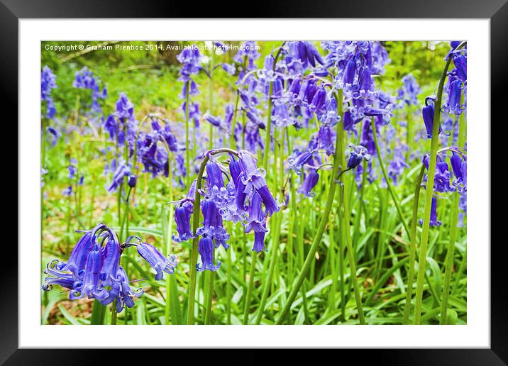 Bluebells Close Up Framed Mounted Print by Graham Prentice