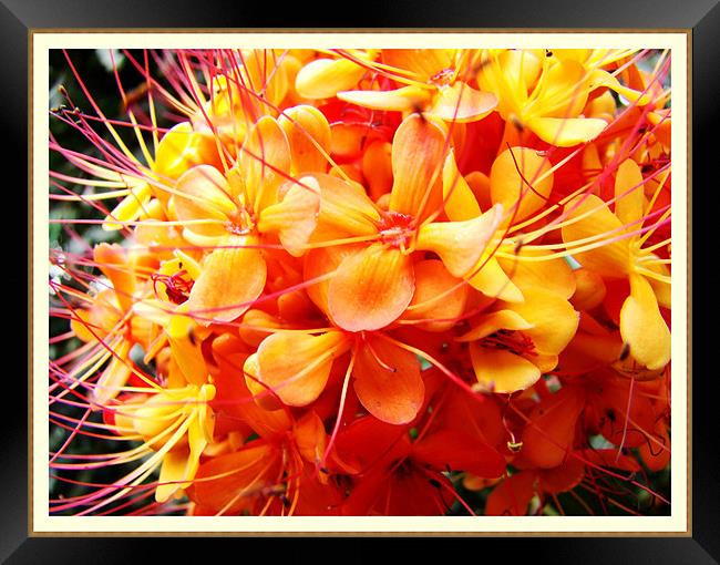 Ashoka Flower Framed Print by Susmita Mishra