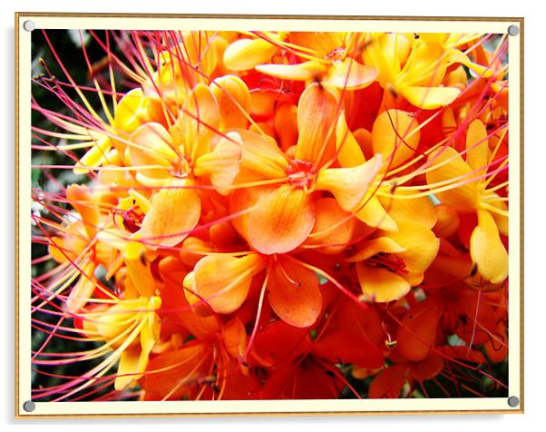 Ashoka Flower Acrylic by Susmita Mishra