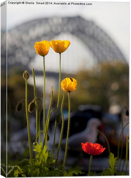 Tulips with Harbour Bridge backdrop Canvas Print by Sheila Smart