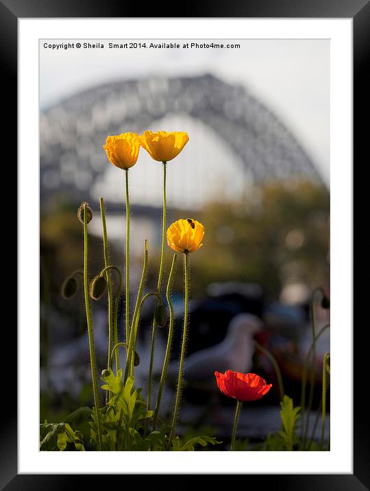 Tulips with Harbour Bridge backdrop Framed Mounted Print by Sheila Smart