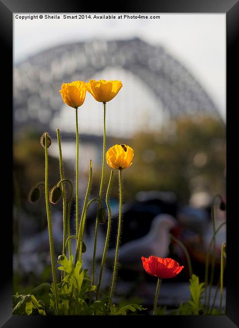 Tulips with Harbour Bridge backdrop Framed Print by Sheila Smart