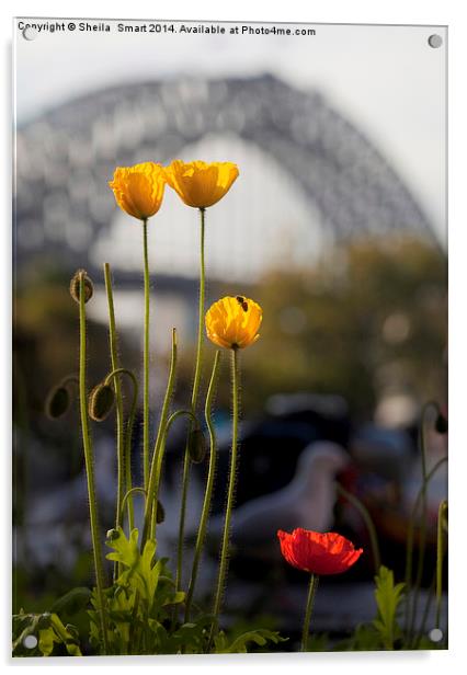 Tulips with Harbour Bridge backdrop Acrylic by Sheila Smart