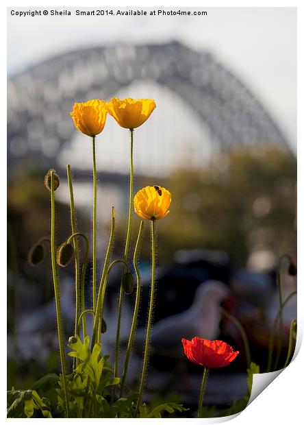 Tulips with Harbour Bridge backdrop Print by Sheila Smart