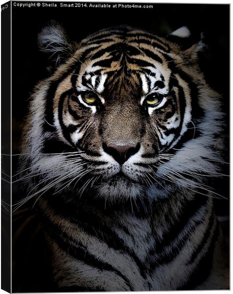 Sumatran tiger Canvas Print by Sheila Smart