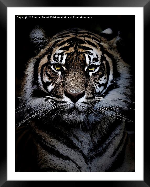 Sumatran tiger Framed Mounted Print by Sheila Smart