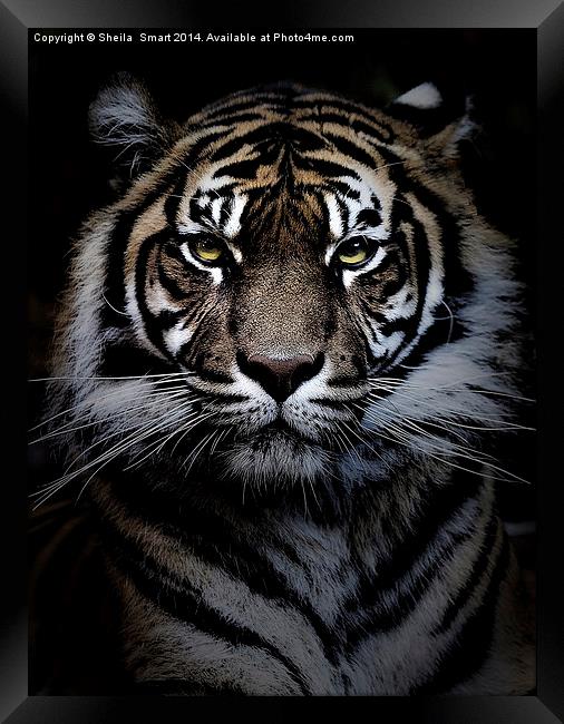 Sumatran tiger Framed Print by Sheila Smart