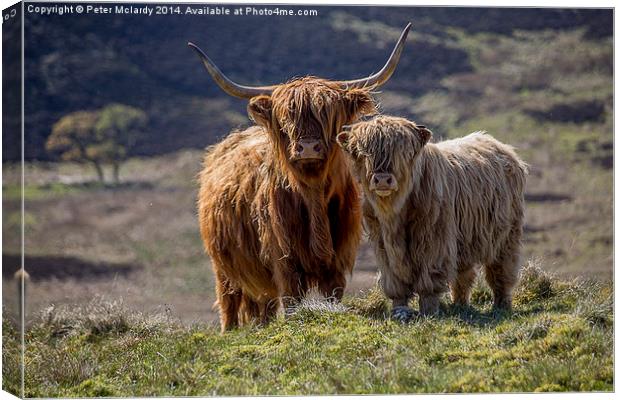 Highland Cattle Canvas Print by Peter Mclardy