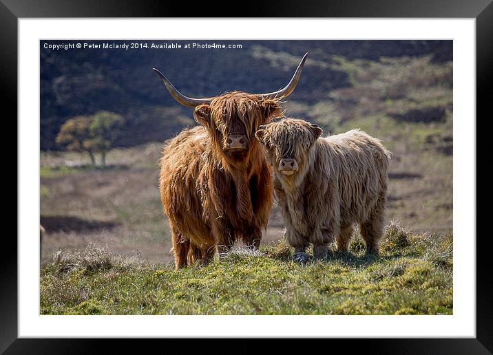 Highland Cattle Framed Mounted Print by Peter Mclardy