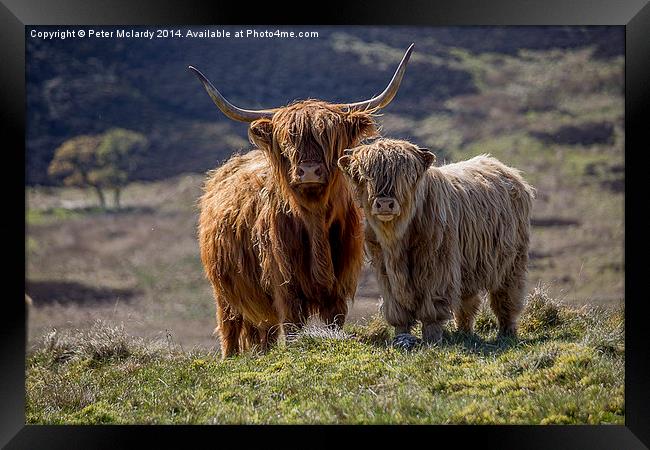 Highland Cattle Framed Print by Peter Mclardy