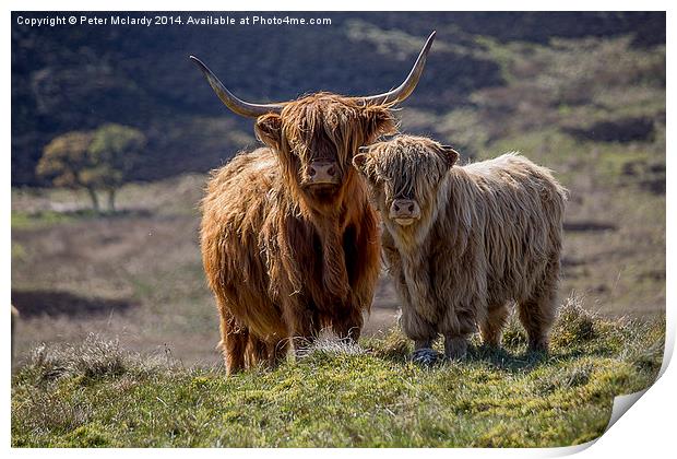 Highland Cattle Print by Peter Mclardy