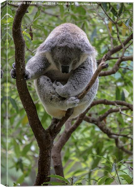 Sleepy koala Canvas Print by Sheila Smart