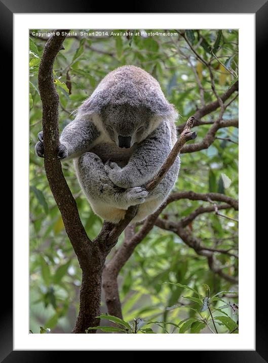 Sleepy koala Framed Mounted Print by Sheila Smart