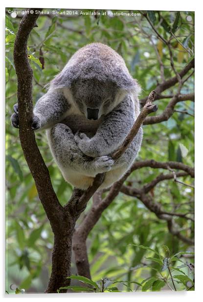 Sleepy koala Acrylic by Sheila Smart