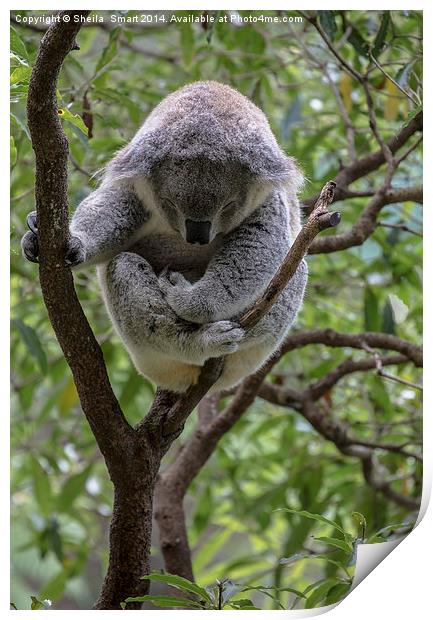 Sleepy koala Print by Sheila Smart